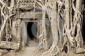 Ta Prohm is the modern name of a temple originally called Rajavihara. East of Angkor Thom