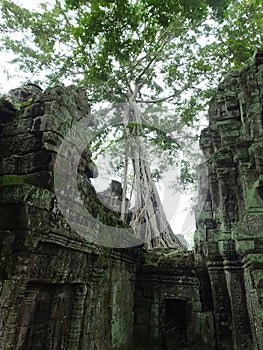 Ta Prohm (Rajavihara), a temple at Angkor, Province, Cambodia.