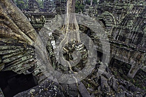 Ta Prohm rooftop view