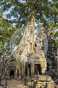 Ta Prohm ruins entwined by giant roots photo