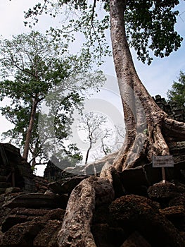 Ta Prohm, Siem Reap