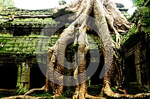 Ta Prohm temple