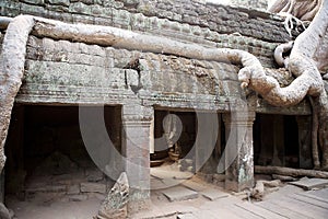 Ta Prohm temple