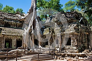 Ta Prohm Temple