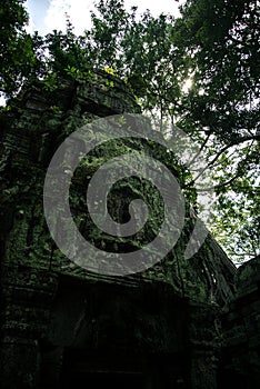 Ta Prohm temple