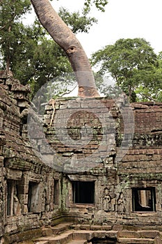 Ta Prohm temple in Angkor