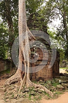 Ta prohm temple in Angkor