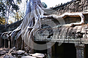 Ta Prohm temple,Angkor