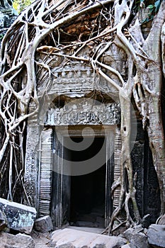 Ta Prohm temple,Angkor photo