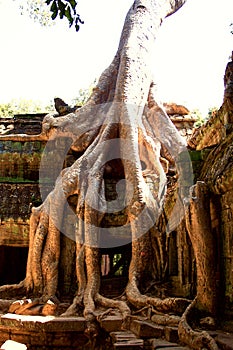 Ta Prohm temple,Angkor