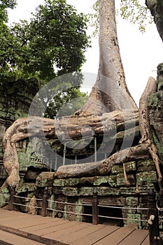 Ta Prohm Temple in Angkor Cambodia