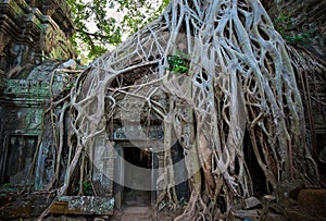 Ta Prohm Temple, Angkor, Cambodia