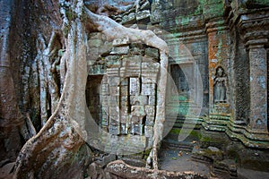 Ta Prohm Temple, Angkor, Cambodia