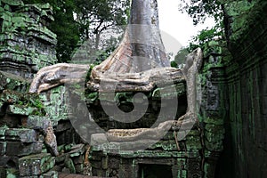 Ta Prohm temple. Angkor, Siem Reap. Cambodia