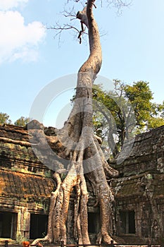 Ta Prohm temple at Angkor, Siem Reap Province, Cambodia