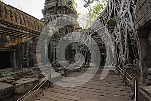 Ta Prohm Temple, Angkor Temple overgrown by massive trees after abandoned for centuries, Siem Reap, Cambodia