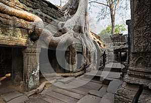 Ta Prohm Temple, Angkor Temple overgrown by massive trees after abandoned for centuries, Siem Reap, Cambodia