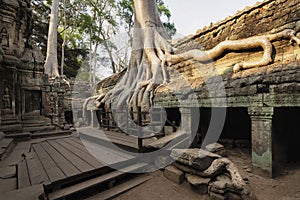 Ta Prohm Temple, Angkor Temple overgrown by massive trees after abandoned for centuries, Siem Reap, Cambodia