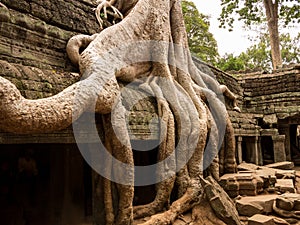 Ta Prohm Temple in Angkor Thom Cambodia