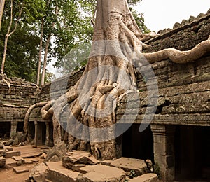 Ta Prohm Temple in Angkor Thom Cambodia