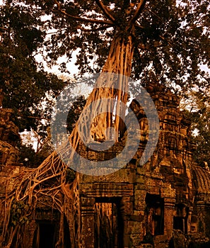 Ta Prohm temple in Angkor Tohm