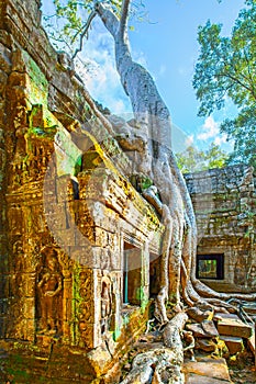 Ta Prohm temple in the Angkor Wat