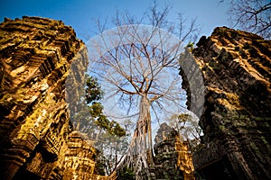 Ta Prohm temple Angkor Wat