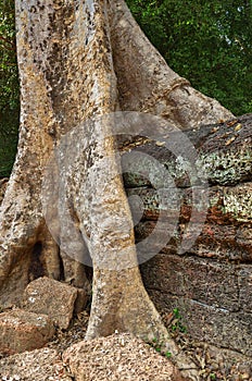 Ta Prohm temple, Angkor Wat, Cambodia