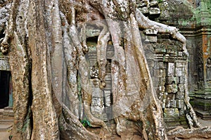 Ta Prohm temple, Angkor Wat, Cambodia