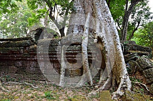 Ta Prohm temple, Angkor Wat, Cambodia