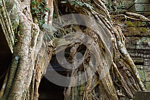 Ta Prohm temple, Angkor Wat, Cambodia