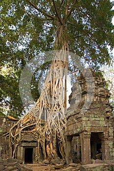 Ta Prohm Temple - Angkor Wat - Cambodia photo