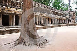 Ta Prohm Temple, Angkor Wat, Cambodia