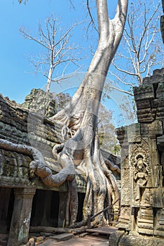 Ta Prohm temple at Angkor Wat complex, Siem Reap, Cambodia