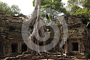 Ta Prohm Temple in AngKor Wat