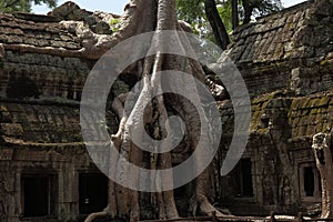 Ta Prohm Temple in AngKor Wat