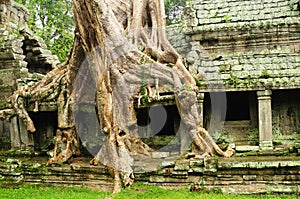 Ta Prohm temple, Cambodia