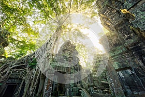 Ta Prohm temple, Cambodia