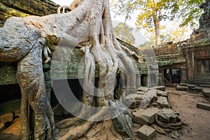 Ta Prohm temple in Cambodia