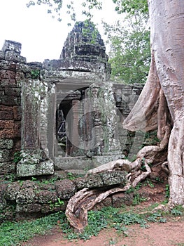 Ta Prohm temple, Cambodia