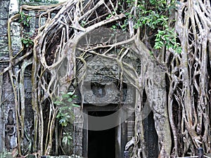 Ta Prohm temple, Cambodia