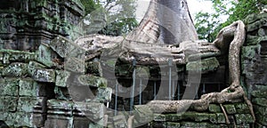 Ta Prohm temple, Cambodia