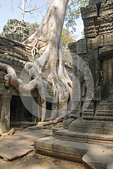 Ta Prohm Temple, Cambodian jungle