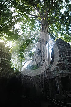 Ta prohm temple covered in tree roots Angkor Wat Cambodia