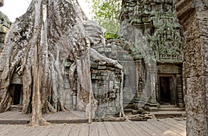 Ta Prohm Temple in jungles of Cambodia