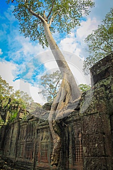 Ta Prohm Temple