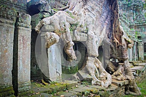 Ta Prohm Temple