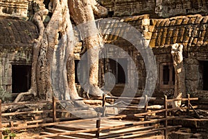 Ta Prohm Temple Overgrown with Trees