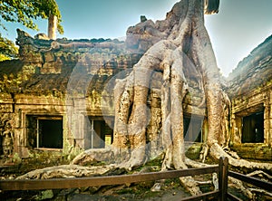 Ta Prohm temple panorama. Siem Reap. Cambodia