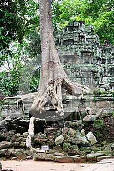 Ta Prohm temple in Siem Reap